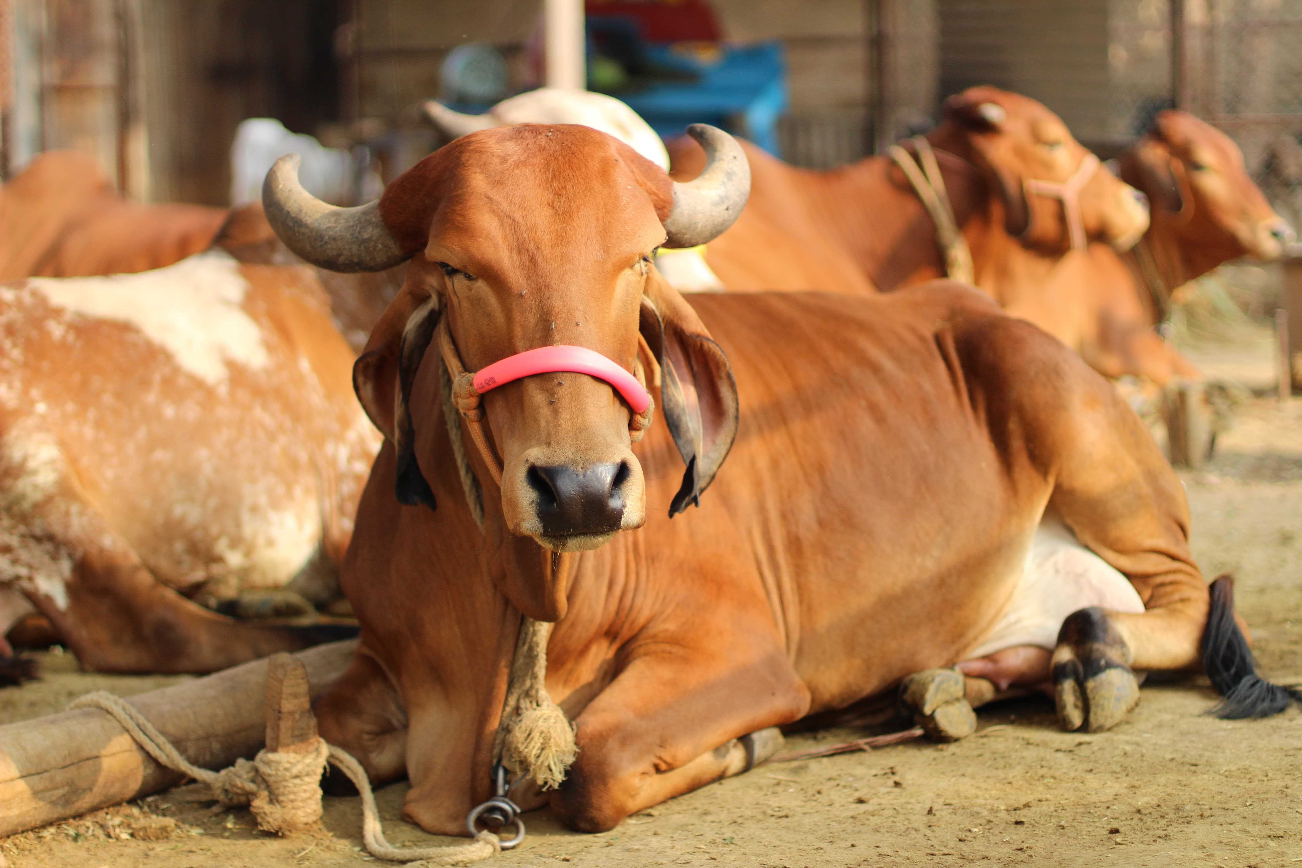 Gir Cow Milk Delivery In Pune