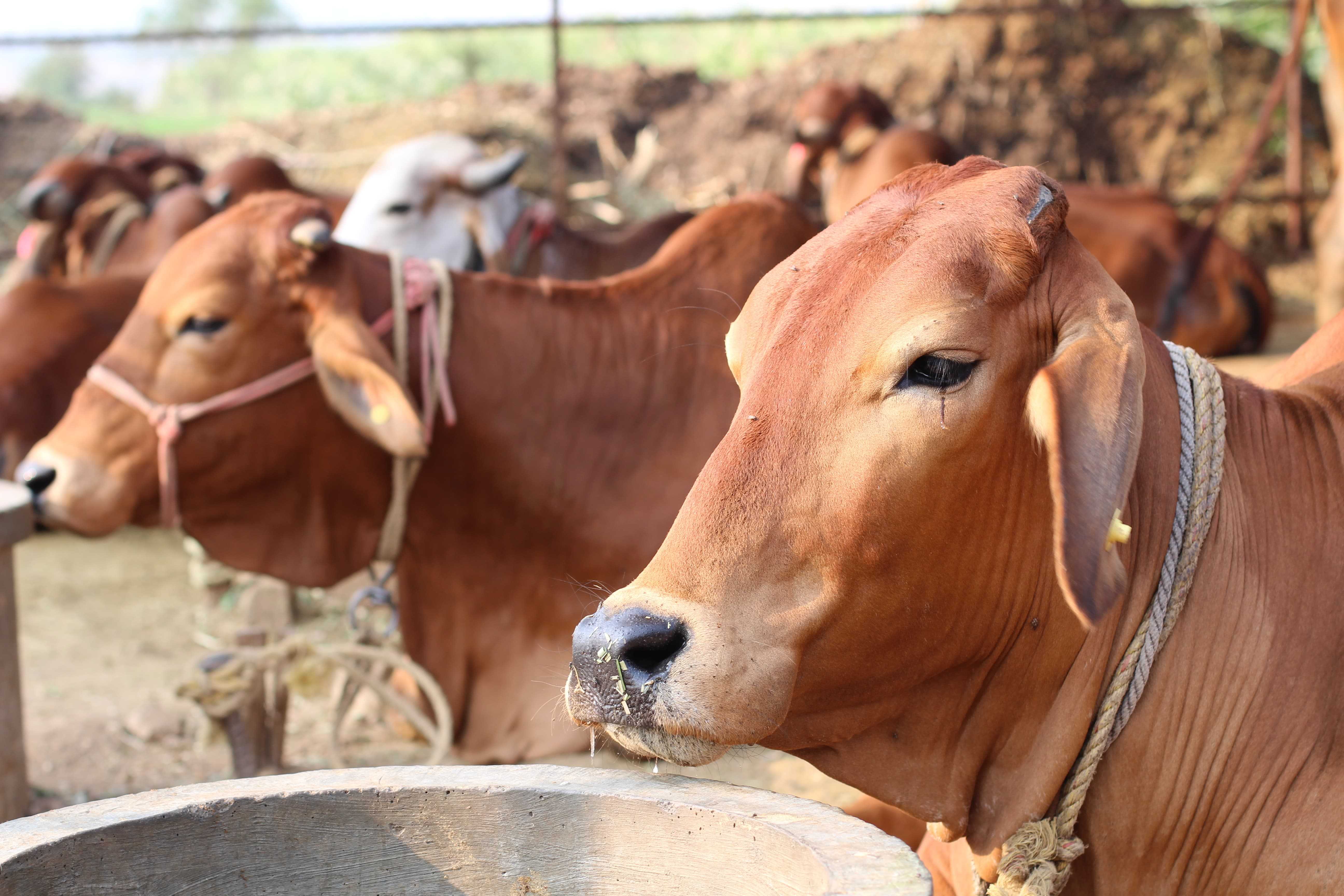 Best A2 Gir Cow Milk Price In Pune